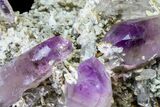 Amethyst Crystal Cluster - Las Vigas, Mexico #155394-2